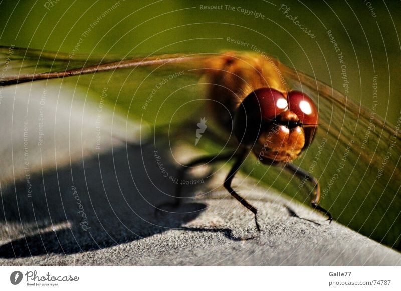 Doppeldecker II Libelle Insekt Facettenauge Fühler Borsten Flügel Auge punktaugen sehsinn fliegen fassetten flugapparat Makroaufnahme Selbstständigkeit