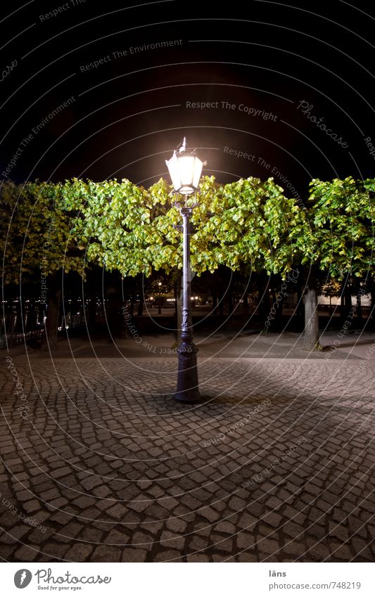 Nachtwache Brühlsche Terrasse Dresden Abend Laterne Straßenbeleuchtung Pflastersteine Kopfsteinpflaster Beleuchtung Baum