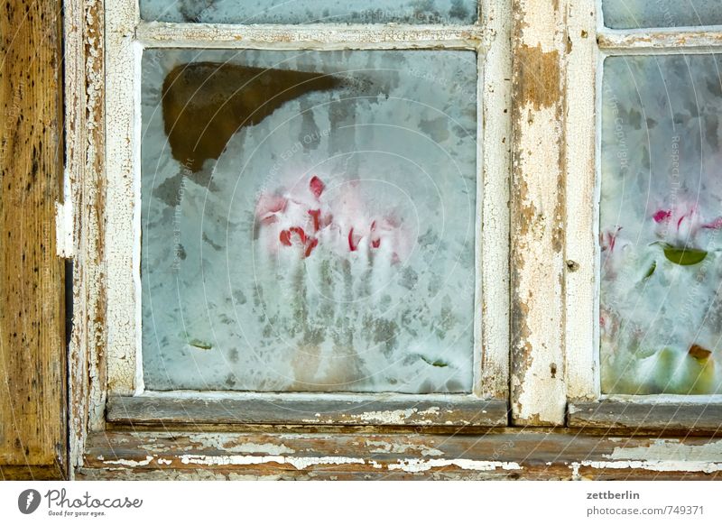 Frühblüher alexandrowka Park Potsdam preussen Schloss Sanssouci Burg oder Schloss Schnee wallroth Winter kalt Eis Tulpe Eisblumen Fenster Glas Fensterscheibe