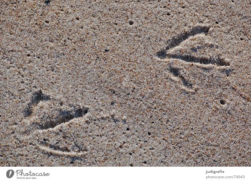 Spuren Fährte Vogel Möwe Fußspur Tier 2 3 Strand nass 200 Küste geläuf Sand Strukturen & Formen