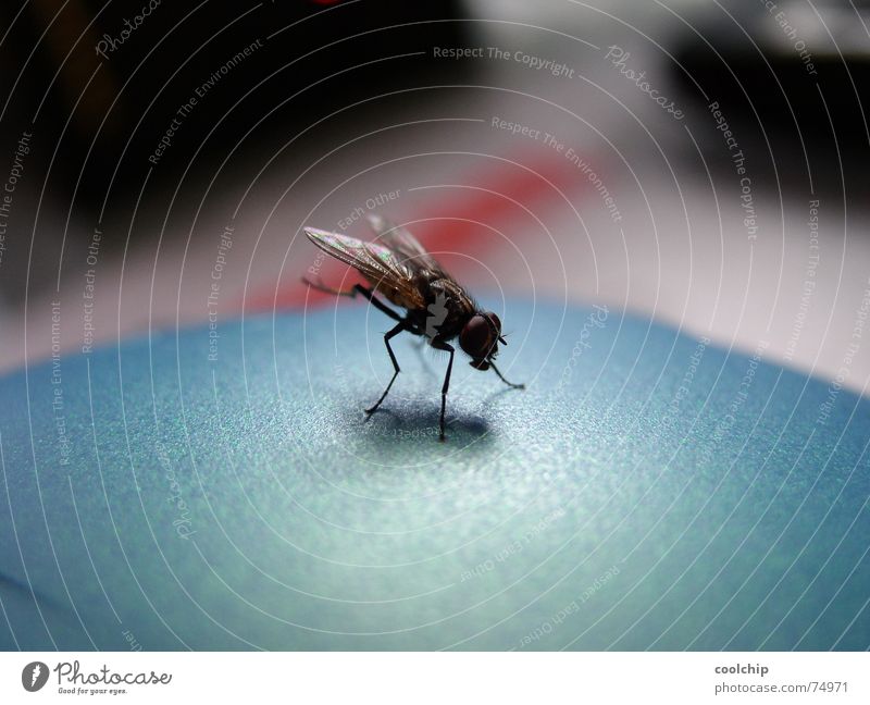 Fliegenhandstand Insekt Handstand Kopfstand Artist Turnen Reinigen nah Makroaufnahme