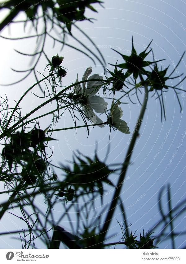 In der Abendsonne Schmuckkörbchen Blüte Blume Sommer ruhig Schatten Verlauf Stern (Symbol) Blühend Wind Verkehrswege zur sonne Abenddämmerung Pflanze