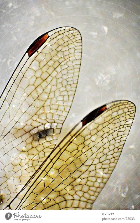 Elfenflügel Libelle Insekt Flügel Märchen Fantasygeschichte Mosaik Tiffanylampe fliegen Strukturen & Formen Makroaufnahme Selbstständigkeit