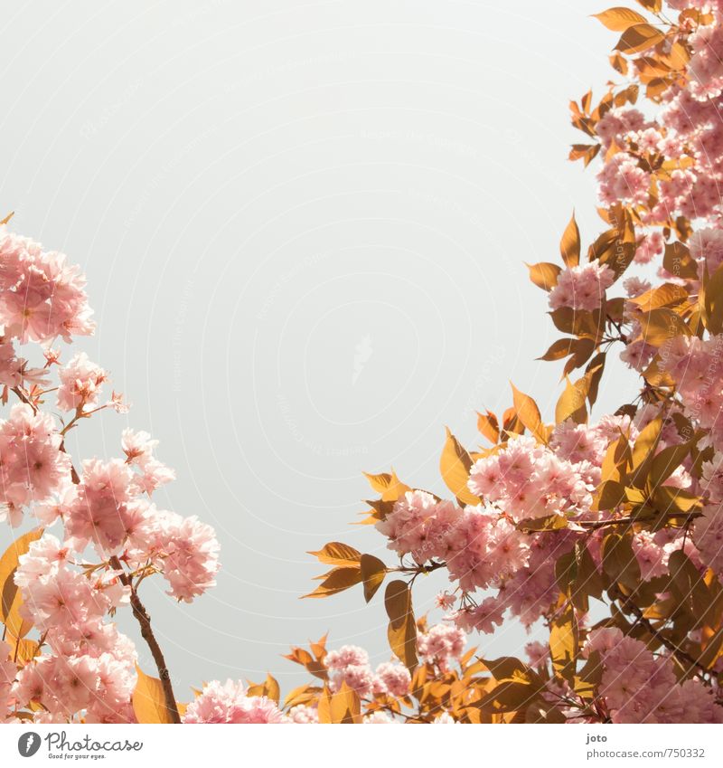 Kirschblüten II harmonisch Wohlgefühl Natur Pflanze Wolkenloser Himmel Frühling Schönes Wetter Wärme Baum Blüte Blühend Wachstum frisch hell Kitsch rosa Idylle