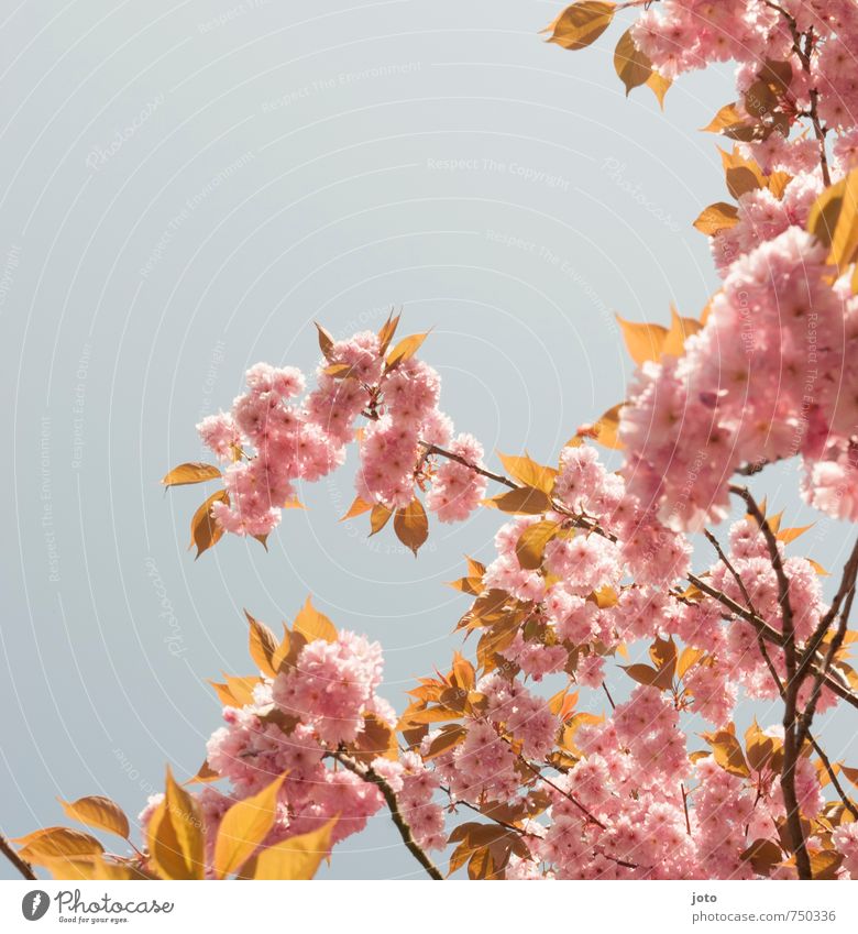 Kirschblüten I harmonisch Wohlgefühl Natur Pflanze Wolkenloser Himmel Frühling Schönes Wetter Baum Blüte Ast frisch Kitsch rosa Duft Erholung Idylle
