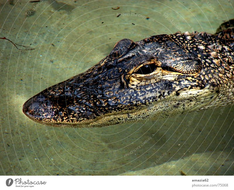 Alligator Reptil ruhig Wasser Auge gepanzert warten
