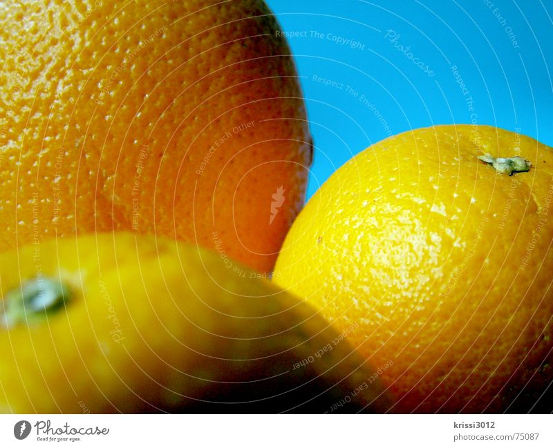 orangefruits Zitrusfrüchte Orangenhaut Stillleben Vitamin C Karibisches Meer maritim Gesundheit blau-grün herb Obstbau süß türkis Lebensmittel Ernährung Frucht