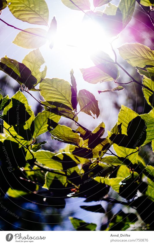Sonne Blätter Ausflug Berufsausbildung Natur Landschaft Pflanze Himmel Sonnenlicht Frühling Schönes Wetter Baum Blatt Wald hell natürlich grün Ast Farbfoto