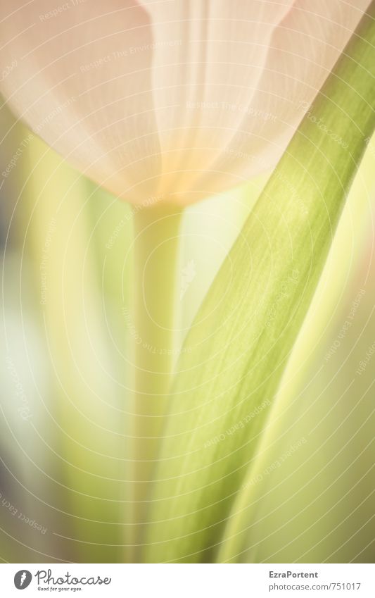 929 Suchergebniss(e) für 'tulpe' Umwelt Natur Pflanze Frühling Sommer Blume Tulpe Blatt Blüte Garten leuchten ästhetisch hell natürlich schön grün rosa
