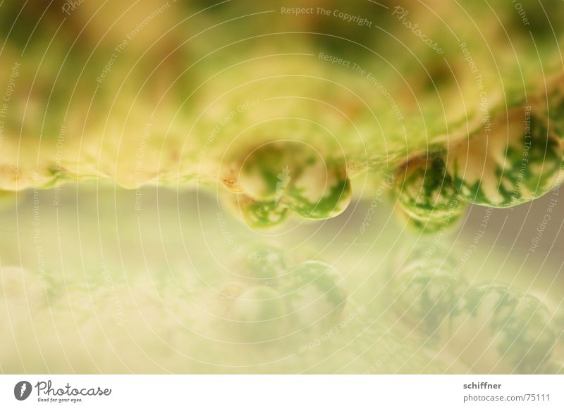 Kürbis 3 Herbst Reflexion & Spiegelung Hintergrundbild Beule speigeln Strukturen & Formen geschwür bewachsen