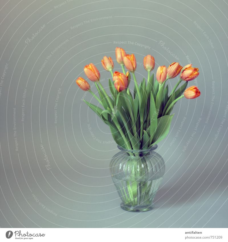 Tulpen gehen immer noch Häusliches Leben Wohnung Innenarchitektur Dekoration & Verzierung Raum Wohnzimmer Pflanze Frühling Sommer Blatt Blüte Blumenstrauß Vase