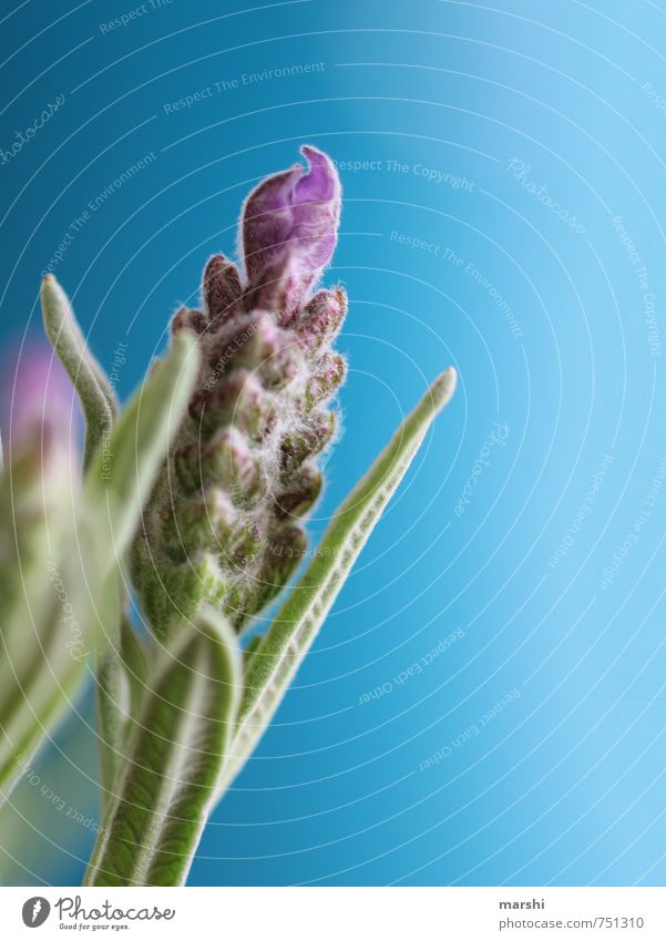 Lavendel Natur Pflanze Blume grün violett Blütenblatt Sommer Duft Farbfoto Außenaufnahme Nahaufnahme Detailaufnahme Makroaufnahme Tag