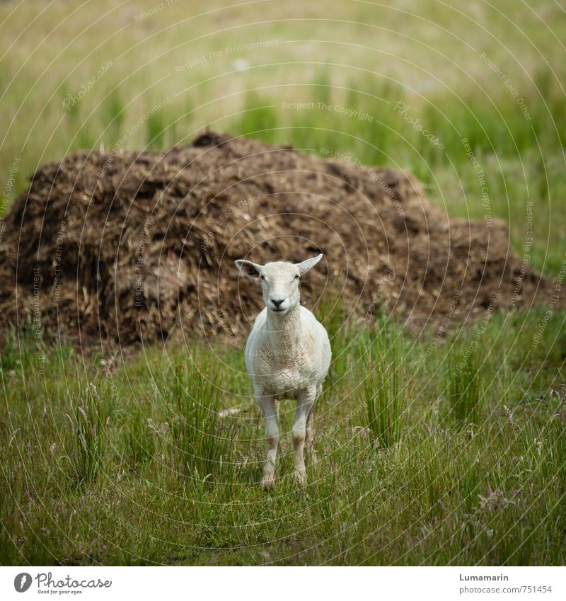 Kleinvieh macht auch Mist Landwirtschaft Forstwirtschaft Wiese Tier Nutztier Schaf 1 beobachten Blick stehen warten Freundlichkeit Fröhlichkeit groß klein