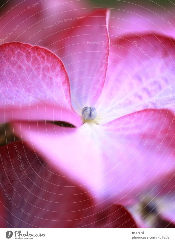 Hortensie Natur Pflanze Blume Blüte Gefühle Hortensienblüte rosa violett schön Farbfoto Nahaufnahme Detailaufnahme Makroaufnahme Tag
