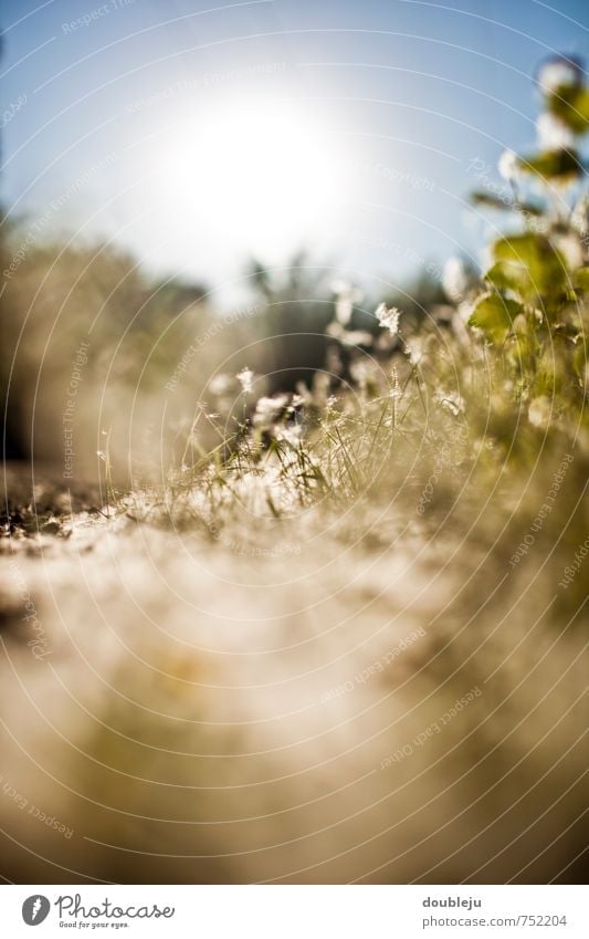 frühlingssonne Natur Landschaft Pflanze Sonne Sonnenlicht Frühling ästhetisch Farbfoto Außenaufnahme Nahaufnahme Menschenleer Textfreiraum unten Morgen Licht