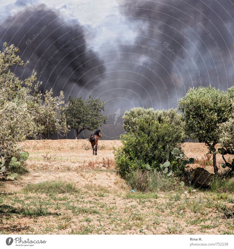 [ ausgeliefert] Umwelt Natur Erde Feuer Baum Feld Haustier Pferd 1 Tier beobachten stehen warten Umweltverschmutzung Olivenbaum Kaktus Brand angekettet