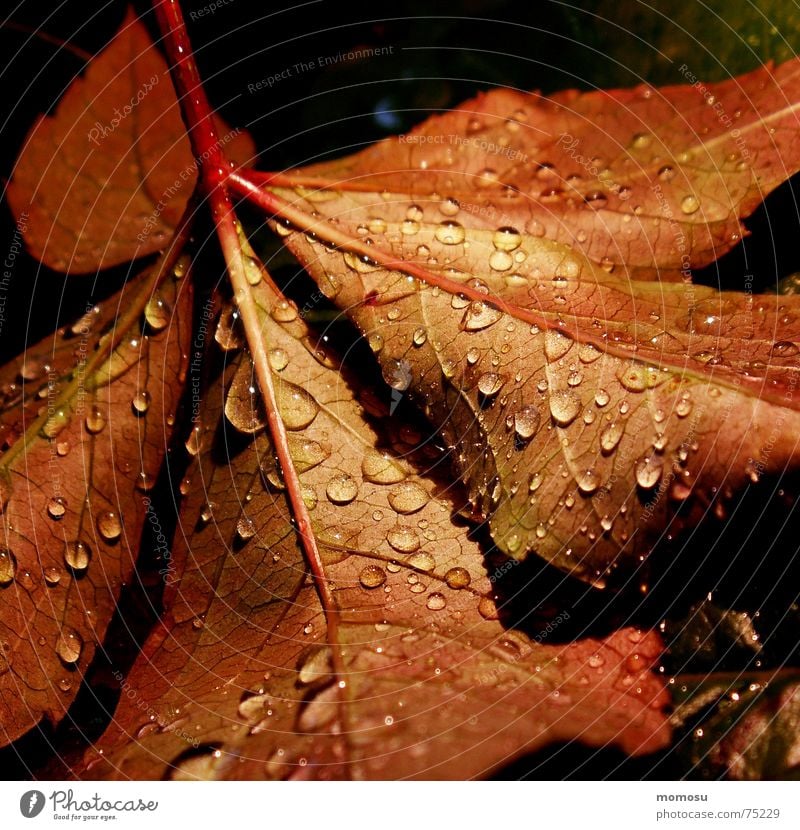 autumnrain I Herbst Blatt Färbung Licht Baum rot Regen Wassertropfen