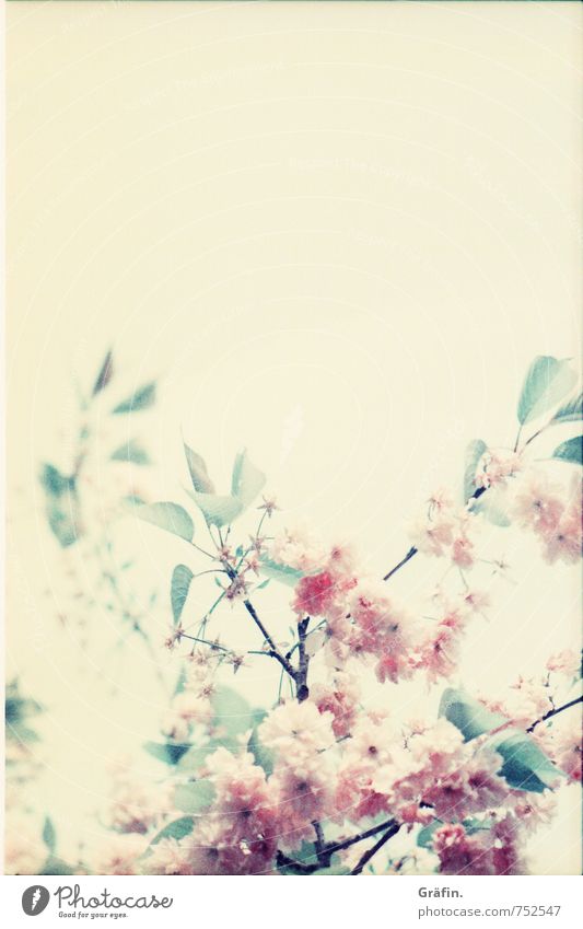 Ein Strauß Frühling Umwelt Natur Pflanze Baum Blüte Blühend Duft verblüht Wachstum Kitsch natürlich gelb grün rosa Romantik schön Idylle Surrealismus