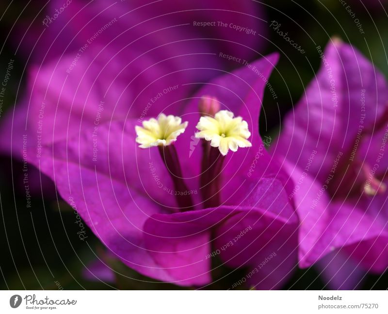 blüüz Makroaufnahme Blume Blüte Pflanze violett Natur Duft bink Blütenknospen