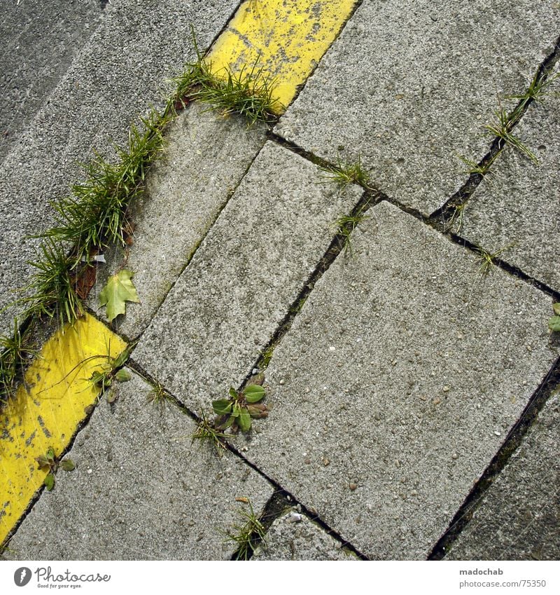 GELB Stadt Asphalt grau unten Fußgänger Verkehr trist Muster Hintergrundbild Strukturen & Formen Quadrat graphisch weiß gelb Gras Wiese Natur grün Leben