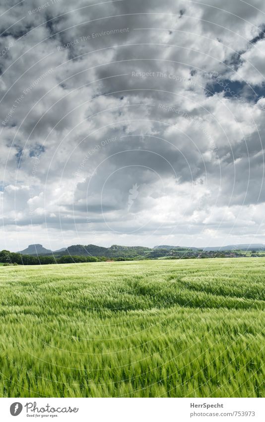 Barley field Landschaft Himmel Wolken Horizont Frühling Pflanze Nutzpflanze Gerste Gerstenfeld Gerstenähre frisch saftig grau grün Sachsen Traktorspur