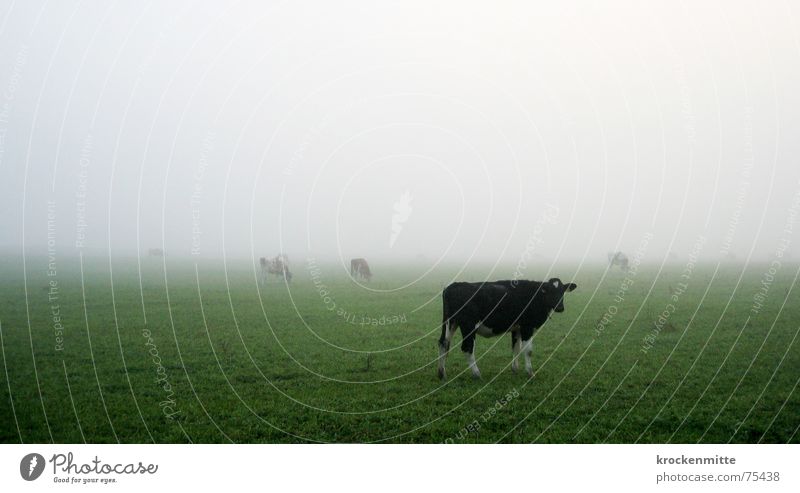 Nebelhorn Kuh Wiese Herbst Rind Kalb Fressen Landwirtschaft Schweiz Einsamkeit Weide Landschaft Bioprodukte Morgen