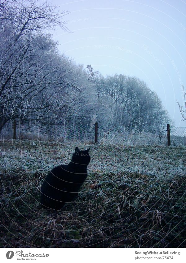 LONELY CAT Katze kalt Winter ruhig Außenaufnahme Baum Wiese freilebend Herumtreiben