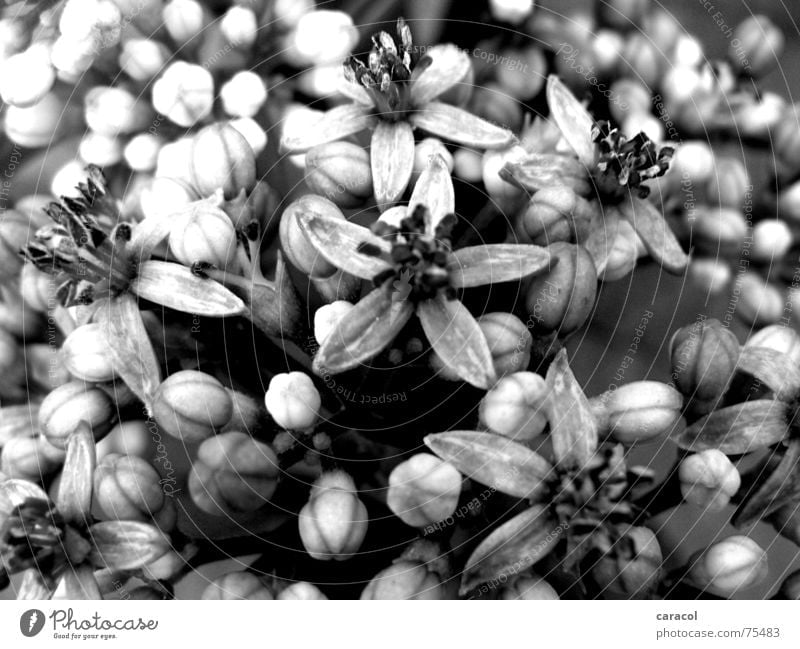 grauer Frühling Blume Blüte schwarz weiß springen Garten black white grey flower