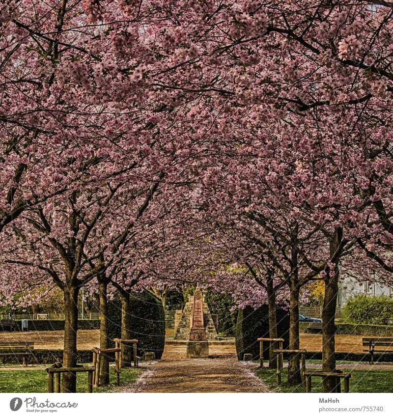 Frühling Erholung ruhig Duft Natur Baum Park Blühend gehen Blick mehrfarbig rosa Frühlingsgefühle Freizeit & Hobby Pause Scham Farbfoto Außenaufnahme