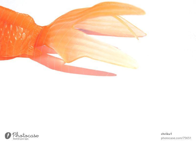 Fischende Goldfisch trocken bewegungslos Außenaufnahme Tier Schwimmhilfe Statue orange plastikfisch Scheune Spielzeug orange hell Langeweile auf dem trockenen