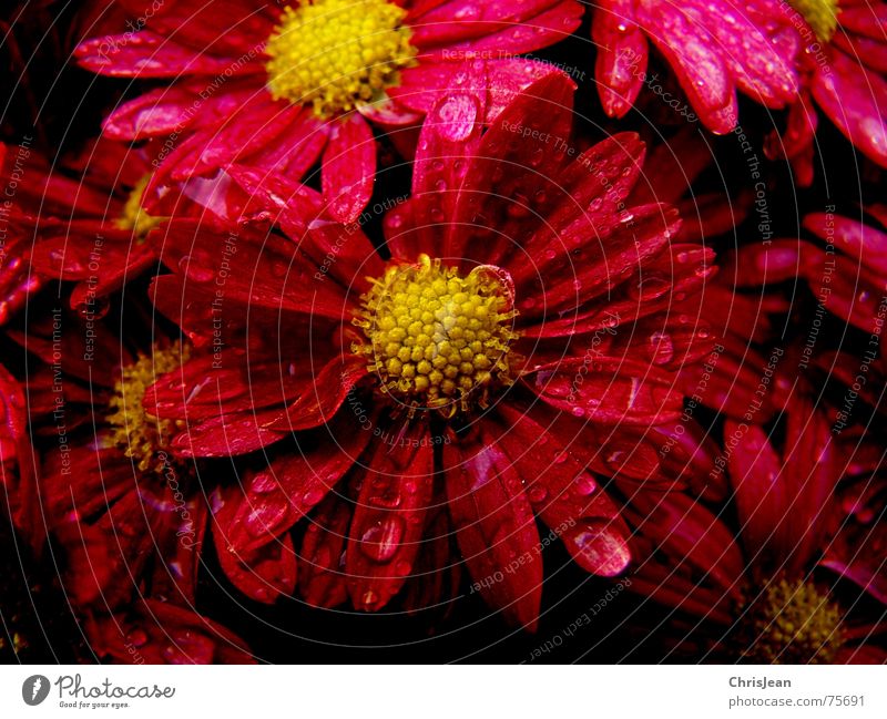 Titellos Wassertropfen Blume Blüte stark rot extrem Blütenblatt stechende frarben Pollen flower flowers red Farbfoto