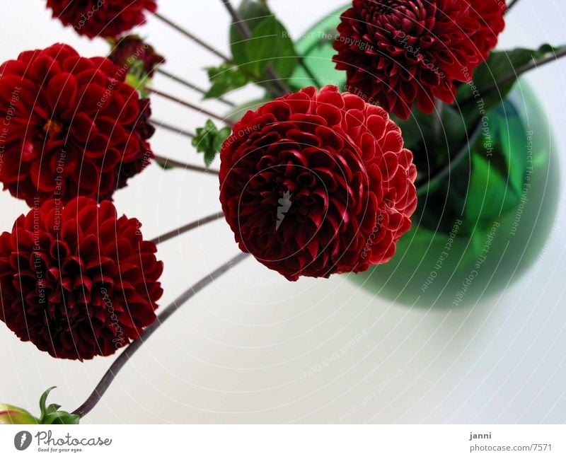 blumen in rot Blume Blüte Fototechnik Makroaufnahme