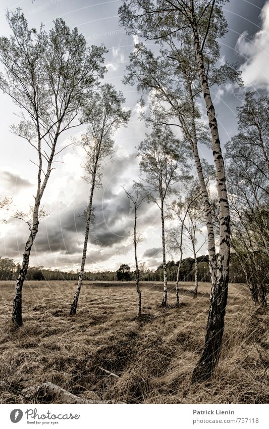 Duvenstedter Brook Umwelt Natur Landschaft Pflanze Urelemente Himmel Wolken Frühling Sommer Schönes Wetter Baum Gras Grünpflanze Wiese Wald Moor Sumpf Energie