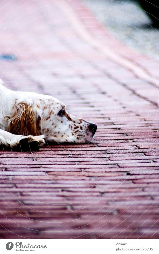 flatly dog Hund Erholung flach Muster Tier liegen erstaunt Müdigkeit Bodenbelag Stein Seil animal
