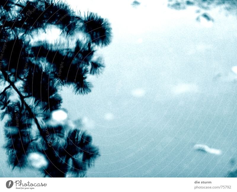 Spiegelung in der Pfütze Regen Reflexion & Spiegelung Pflanze Blatt schlechtes Wetter Ast petrol Wasser Kontrast von der seite Surrealismus Farbe