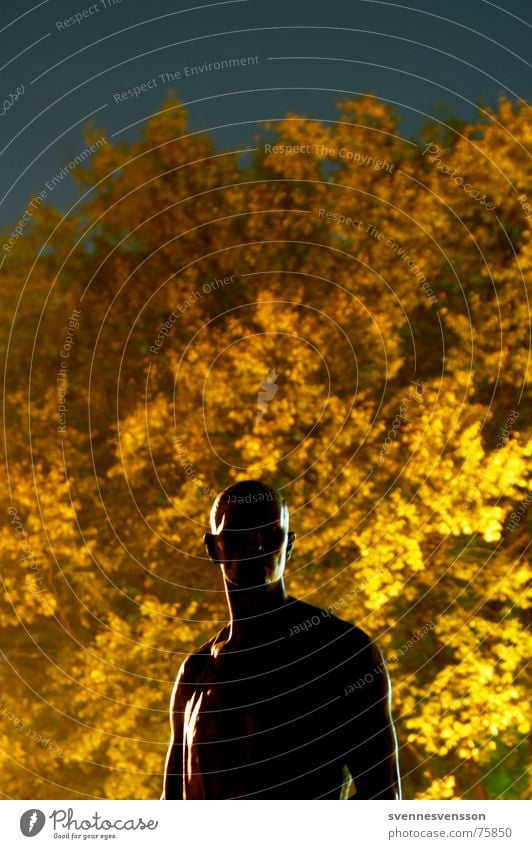 Ein Männlein steht im Walde ganz still und stumm... Skulptur Mann maskulin Licht Baum Blatt Herbst Museumsinsel Nacht Nachtaufnahme Berlin gold Silhouette