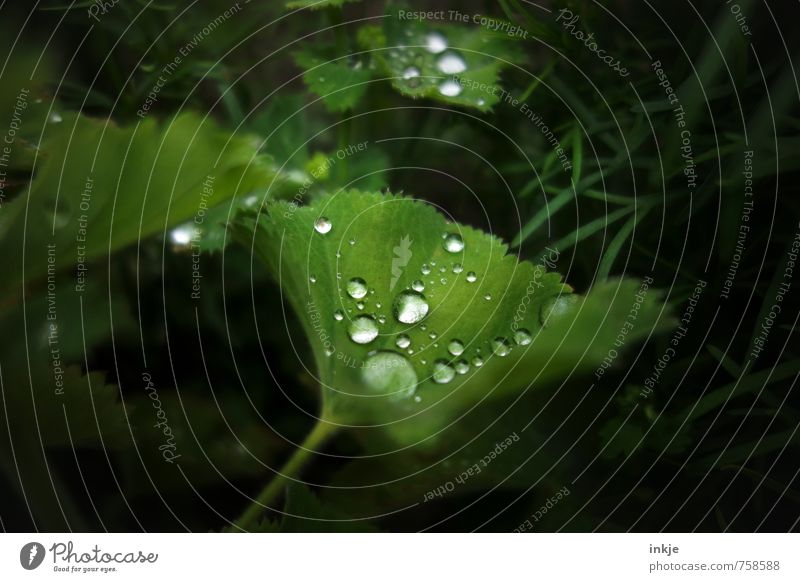 Nachts im Mondschein lag auf einem Blatt ... Natur Wasser Wassertropfen Frühling Sommer Wetter Schönes Wetter Regen Grünpflanze Frauenmantel Frauenmantelblatt