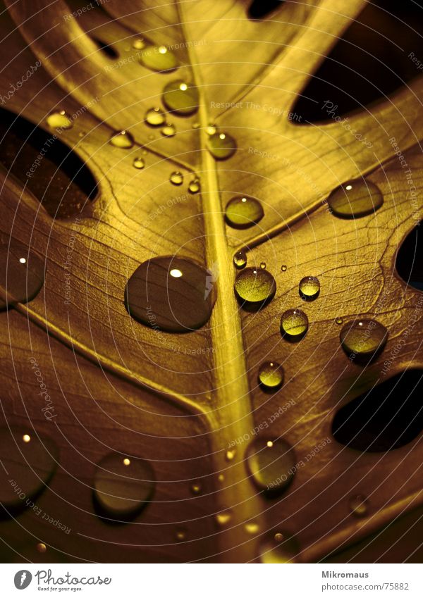 Regen Wasser Wassertropfen Tau Tropfen Tränen Trinkwasser nass feucht Feuchtgebiete Blatt Blattadern Gefäße braun Gold Pflanze Blume Natur Wiese Trauer kalt