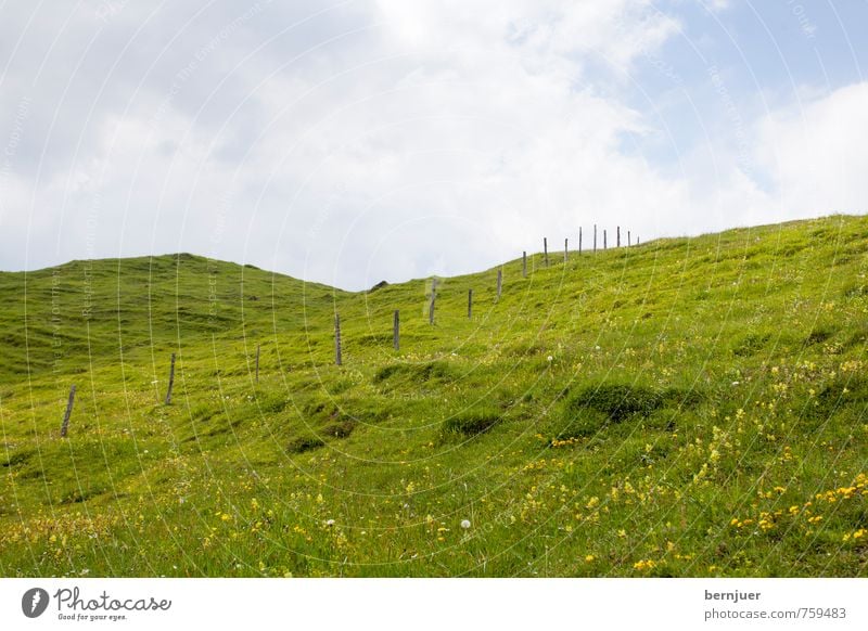 Heidis Wiese Landwirtschaft Forstwirtschaft Umwelt Natur Landschaft Pflanze Wolken Sommer Schönes Wetter Gras Nutzpflanze Alpen nachhaltig blau grün Bergwiese