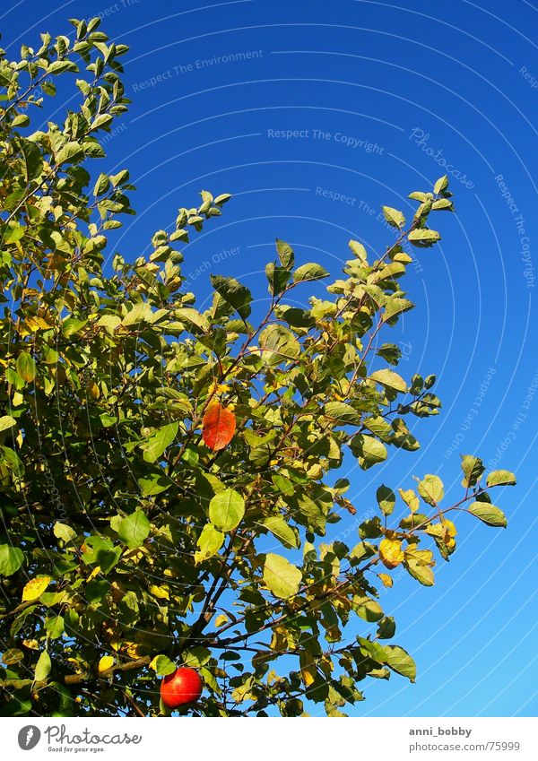 Apfelbaum Baum Blatt Himmel grün Herbst Frucht sky blue blau fruit tree appletree Ast