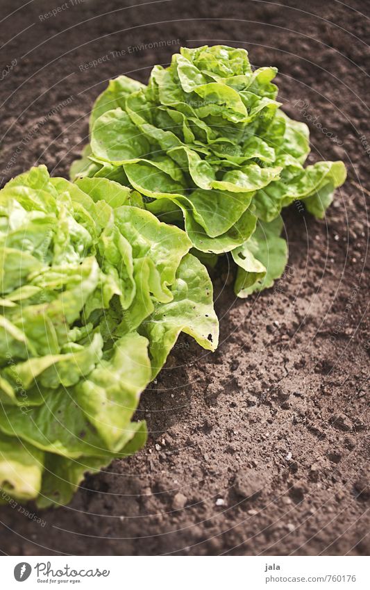 kopfsalat Umwelt Natur Pflanze Blatt Grünpflanze Nutzpflanze Salat Kopfsalat Garten Feld frisch Gesundheit lecker natürlich Farbfoto Außenaufnahme Menschenleer