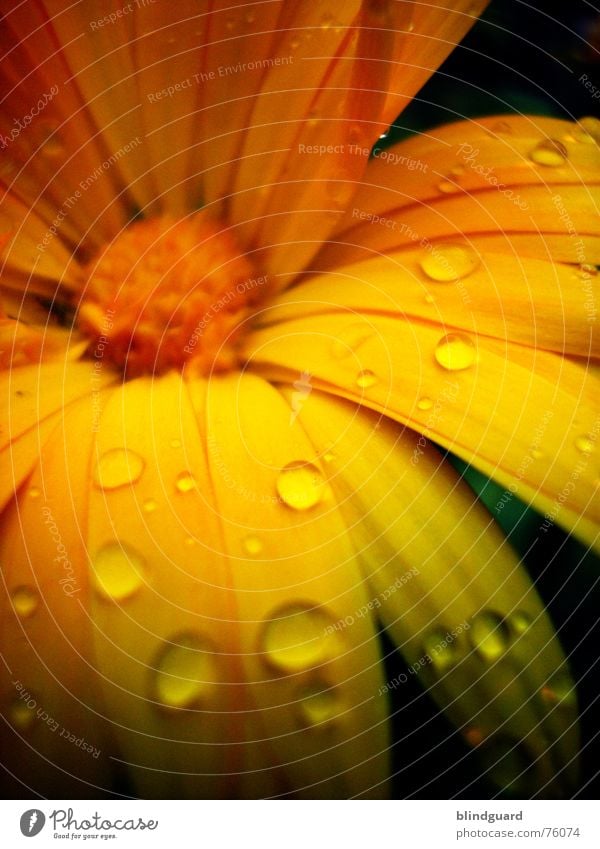 Feuchter Blütentraum zart zerbrechlich mehrfarbig sensibel schön Sommer Pflanze poetisch geheimnisvoll seltsam Märchen Wassertropfen gelb Blütenblatt Romantik