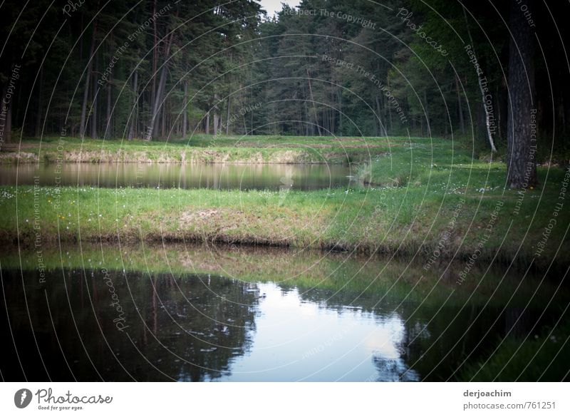 Karpfenweiher im Wald gelegen.,In dem die leckeren Fränkischen Karpfen heranwachsen.   Reflexion und Spiegelung harmonisch Erholung ruhig Ausflug Teich