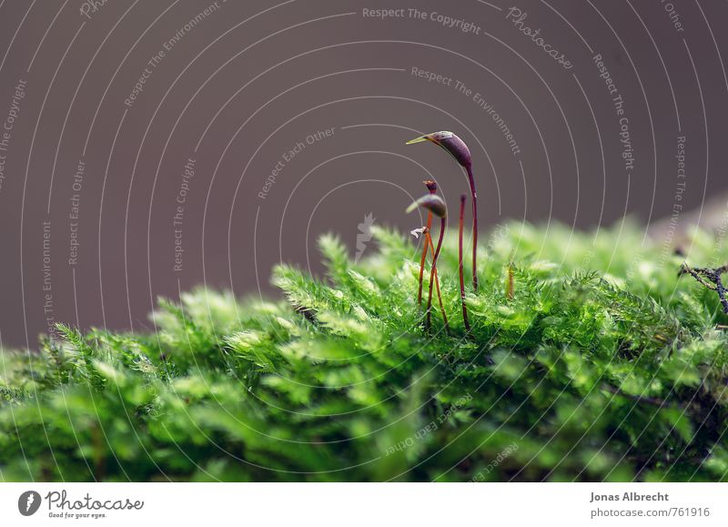 Zwei Umwelt Natur Pflanze Sonnenlicht Frühling Sommer Herbst Gras Moos Garten Park Wiese Wald Alpen Berge u. Gebirge braun gelb gold grau grün rot schwarz weiß