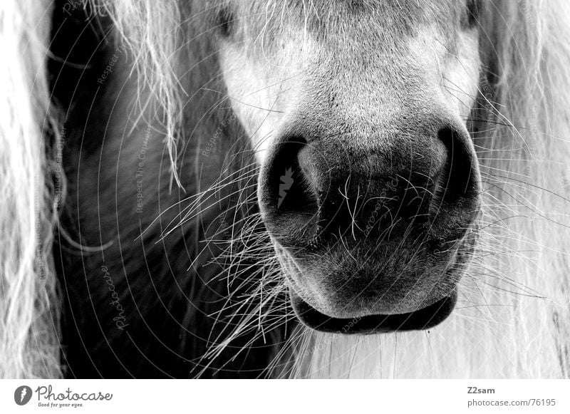 Zuckerschnutte nass Schnauze Kolben Fell Mähne Tier Pferd zuckerschnutte Nase Mund Haare & Frisuren animal animals horse Schwarzweißfoto