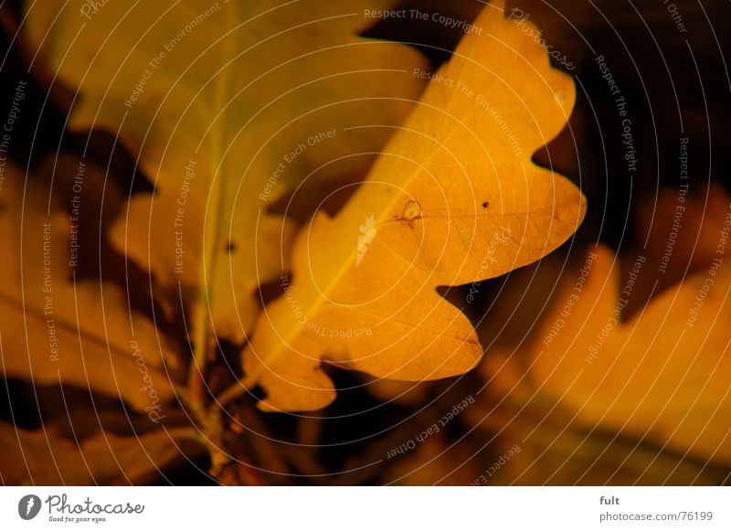 laub Blatt Eichenblatt ruhig gelb Strukturen & Formen Natur liegen Ende