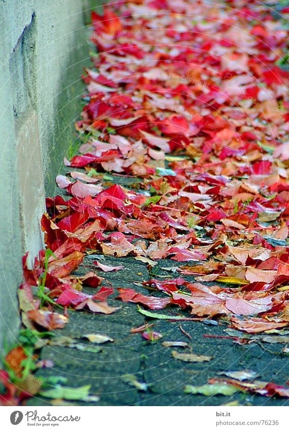 immer an der  Wand entlang !! Rosenblätter abwärts Blatt Haus rot Teppich Herbst Herbstlaub mehrfarbig Laune Mauer Dorf Stimmung Drehung Baum Ehre Oktober
