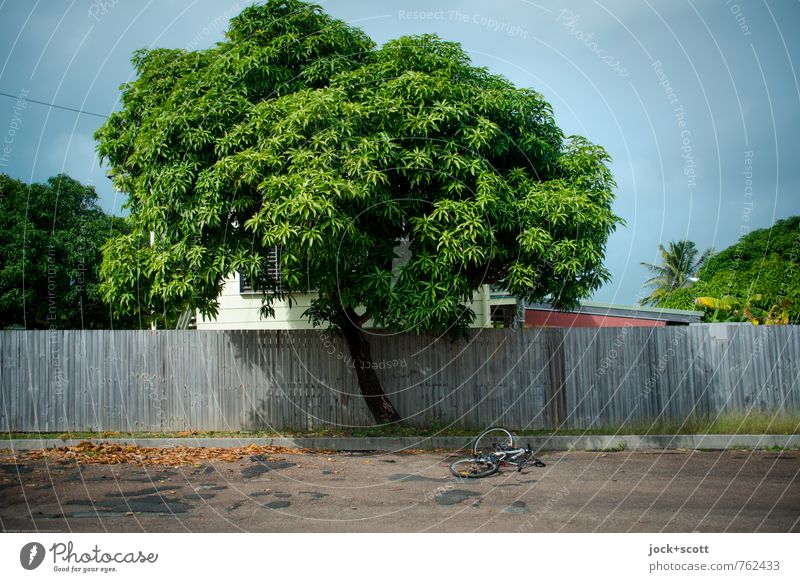 Thursday exotisch Klima Baum Blatt tropisch Queensland Straße Fahrrad Holzzaun liegen lang natürlich Einsamkeit Gelassenheit Idylle Wege & Pfade intensiv