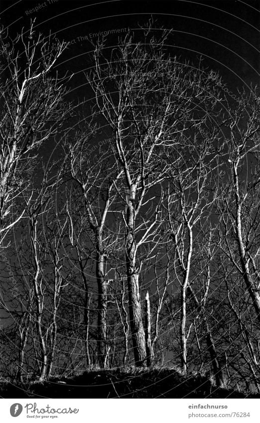 o.t. Baum Außenaufnahme dunkel Winter Schwarzweißfoto Natur verzweigt Irritation