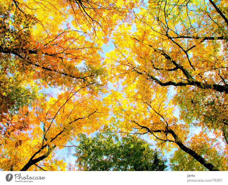 Bunter Himmel Herbstwald Herbstlaub Blatt Baum Wald mehrfarbig groß Natur Farbe jarts